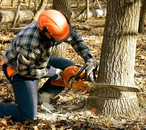 Tree Removal in Nevada, OH